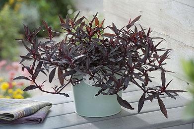 传言称《刺客信条：无限》部分背景将设定在日本